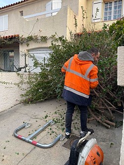 Evacuation d’un bougainvivers a perpignan