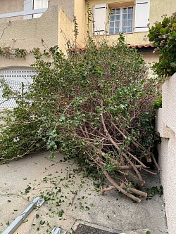 Abattage perpignan 66 par adellespacesverts66