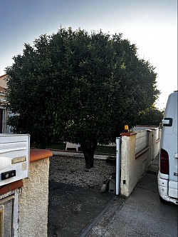 Abattage d’un oranger saint laurent de la salanque par adellespacesverts66