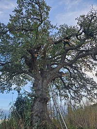 Nettoyage d&rsquo;un ch&ecirc;ne liege a perpignan 66 par adell espaces verts 66