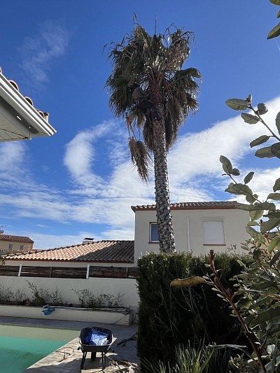Nettoyage de palmier a perpignan par adell espaces verts 66
