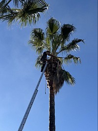 Nettoyage de palmier a pollestre par adell espaces verts 66